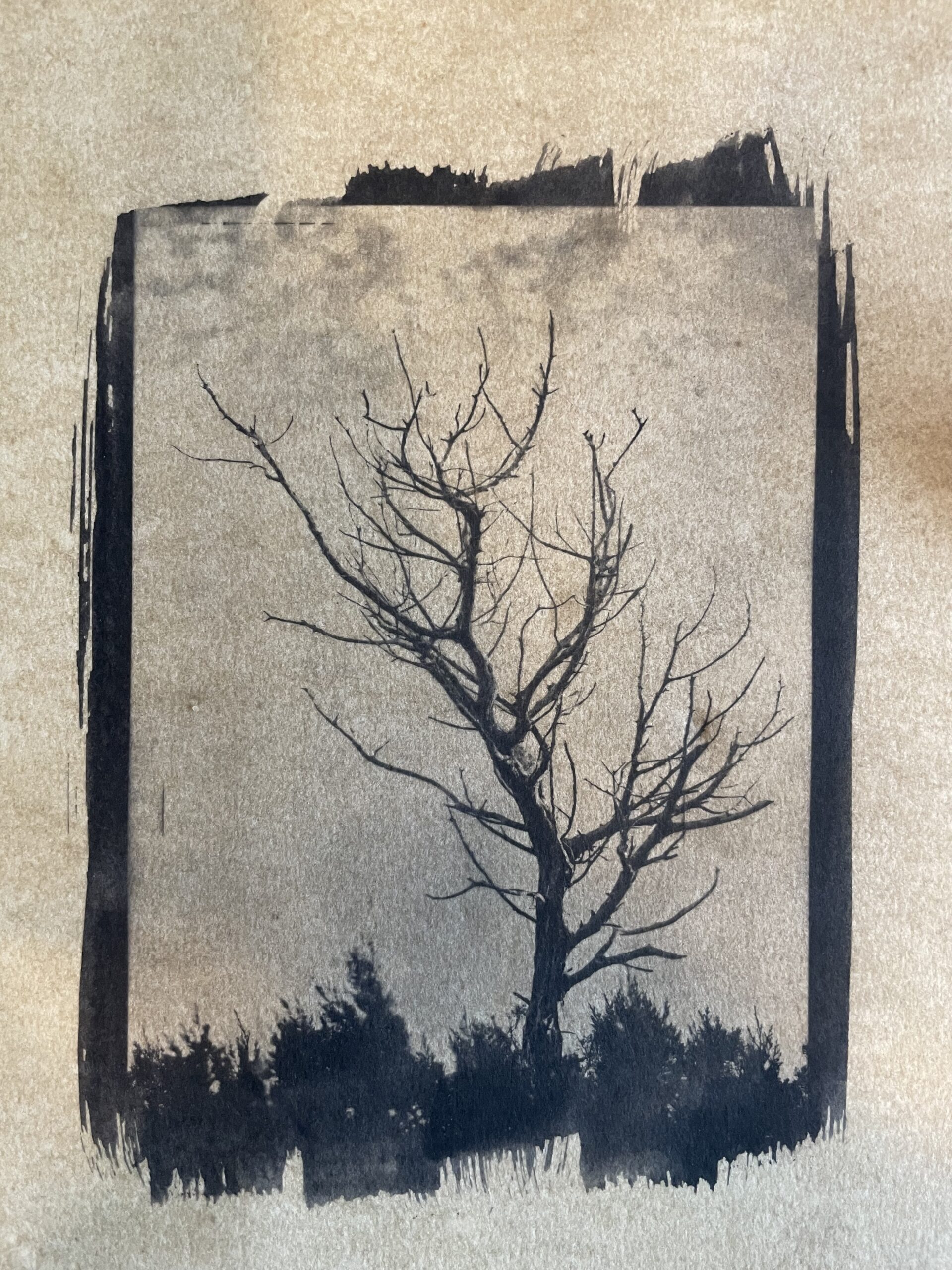 Imatge que mostra una cianotípia enfosquida amb virat de cafè